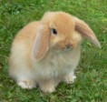 /album/galeria-de-fotos/mini-lop-jpg2/